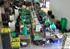 Al momento della visita, l'azienda stava terminando le lavorazioni sullo zucchino, che viene proposto sia nella tipologia lunga, sia in quella tonda o del solo fiore, mentre era appena partita la stagione dell'anguria rossa tradizionale con semi di varieta' Zodiac.