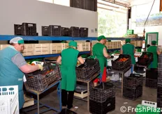 Lavorazioni del pomodoro. Sotea produce e commercializza pomodoro insalataro sia lungo sia tondo, coltivato quest'anno su 5 ettari.