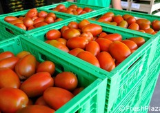 Il pomodoro e' disponibile da giugno a novembre.