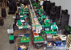 La produzione di zucchina nella stagione 2012 e' risultata in linea con quella precedente per quanto riguarda i volumi, mentre i prezzi hanno subito una flessione del 15-20%.