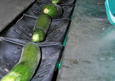 L'automatizzazione del processo permesso alla Coop. Sotea di poter impiegare anche personale meno professionalizzato - dunque meno costoso - nelle operazioni di cernita e confezionamento.