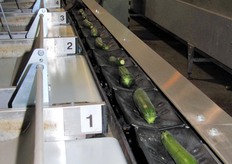 Il macchinario UNI_VERS© svolge egregiamente da solo tutto il lavoro di selezione del prodotto.