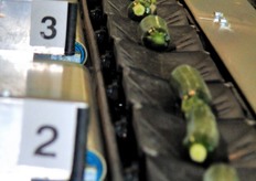 Dettaglio della fase di differenziazione delle zucchine per calibro. Ogni zucchina viene trasportata mediante un piattino...