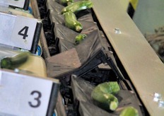 ... che si solleva, smistando la zucchina verso l'uscita relativa a tutte le zucchine della medesima dimensione.