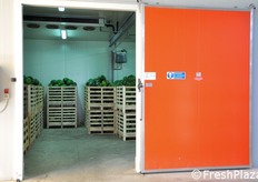 Cella frigo di recente realizzazione, destinata allo stoccaggio delle angurie, mantenute a 7°C.