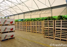 Capannone dedicato alle angurie.