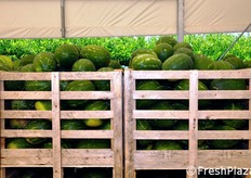 I cassoni in legno possono contenere circa 450 kg di anguria.