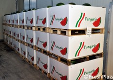 I cassoni di cartone possono contenere circa 250 kg di anguria.