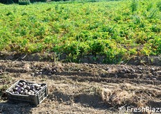 Uno dei campi (un ettaro di superficie) dove l'azienda ha deciso di seminare l'innovativo tubero blu.