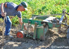 Il responsabile di produzione, Sig. Luigi, si china per raccogliere una delle piante appena scavate dal terreno.