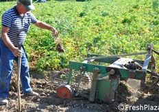 I tuberi sono attaccati alla radice.
