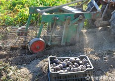Una fase della scavatura, con accanto del prodotto gia' incassettato.
