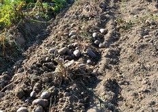 La fila come si presenta dopo il passaggio del mezzo scavatore.