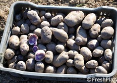 Patate blu in cassetta.