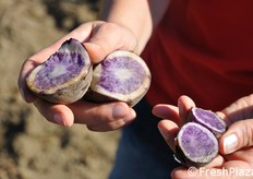 Dettaglio della tipica colorazione della pasta interna di questa patata blu.