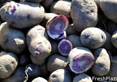 Diversamente dalla patata viola Vitelotte, che si caratterizza per un tubero molto irregolare, la patata blu ha una forma molto simile a quella di una comune patata a pasta gialla.