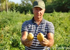 Due esemplari di patata gialla Ambra. Oltre alle patate a pasta colorata, l'azienda MA.DE.CO. ha in produzione le cultivar normali Agata, Monnalisa, Ambra e Veronie.
