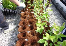 Il substrato deve assicurare alle radici un buon arieggiamento (dotazione di ossigeno) e al tempo stesso una buona disponibilita' di acqua ed elementi nutritivi.
