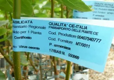 Cartellino rilasciato dal Ministero, attraverso il CIVI-ITALIA di cui COVIL e' membro, posto su piante prodotte secondo i protocolli tecnici previsti dal Sistema Nazionale di Certificazione Volontaria.