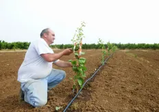 "Il Sig. Franco Santagada (in foto), titolare dell'omonima azienda in agro di Policoro (MT), esegue il taglio, a 50-60 cm dal colletto, degli astoncini dell'albicocco "Tsunami" appena dopo il trapianto (luglio 2011)."