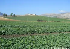 Tipico panorama della Sicilia Occidentale: oltre alla coltura estensiva dei cereali, sono presenti larghi tratti di alberi di olivo, vigneti e distesi campi di melone.