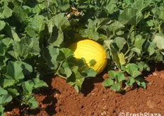 II melone gialletto predilige terreni profondi, ricchi di sostanza organica e colloidi minerali.