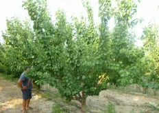 "Pianta di Big Red*® al terzo anno, presso l'azienda agricola "Sorice" in agro di Ruvo di Puglia (BA)."
