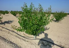 Pianta di albicocco di forma cespugliosa, nel corso dello sviluppo vegetativo del primo anno.