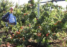 "Giovane pianta di albicocco Pinkcot presso l’azienda agricola "Ruggero Fortunato" in agro di Rocca Imperiale (CS). Le branchette flettono, senza rompersi, sotto il peso dei frutti."