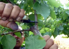 "Sulle piante da frutto, durante la potatura, sono sconsigliati i tagli a filo ramo (tagli "rasi")."