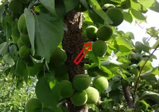Sulle piante di Spring Blush*®, i frutti (in foto) di qualita' sono prodotti sui dardi di almeno due anni.