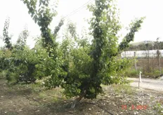 Pianta di albicocco Pinkcot, alla seconda foglia, in piena attivita' vegetativa prima degli interventi di potatura verde. Azienda Agricola Cicero Mario, Cefalu' (PA).