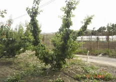 La stessa pianta di albicocco Pinkcot, dopo gli interventi di potatura verde.