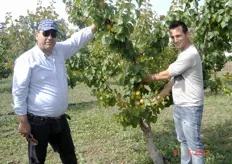 Mario (a sinistra nella foto) e il figlio Valentino Cicero, frutticoltori di Cefalu' (PA), mostrano soddisfatti una pianta al secondo anno di albicocco Pinkcot in produzione, prevalentemente, sui dardi delle branche principali.