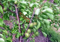 "Produzione di frutti sui "dardi", posizionati lungo il "moncone" ottenuto dalla capitozzatura di un germoglio vigoroso dorsale, nel corso della potatura verde."