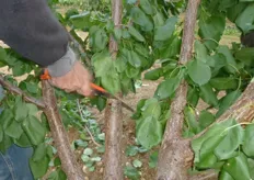 "Durante la potatura di fine estate, su piante al secondo-terzo anno, si esegue qualche taglio "importante" allo scopo di strutturare la pianta ed eliminare le branche in sovrannumero."