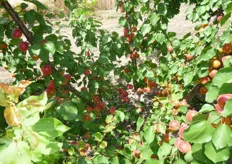 "La corretta gestione della chioma ha una forte influenza sulla qualita' della produzione. Frutti di albicocco Big Red lungo le branche principali. Azienda agricola "S. Galiulo" Monteiasi (TA)."