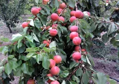 "Frutti di albicocco Big Red, azienda agricola "S. Galiulo" Monteiasi (TA)."