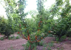 "Frutti di albicocco Big Red, azienda agricola "S. Galiulo" Monteiasi (TA)."