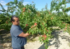 "Frutti di albicocco Big Red, azienda agricola "Sorice" Ruvo di Puglia (BA)."