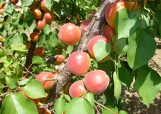 "Frutti di albicocco Big Red, azienda agricola "Sorice" Ruvo di Puglia (BA)."