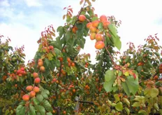 "Frutti di albicocco Spring Blush, azienda agricola "Ruggero Fortunato", Rocca Imperiale (CS)."