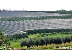 Gli ordinati meleti della OP Giotto visti da lontano. Qui, oltre alla Melannurca, si raccolgono anche mele Fuji, impiegate tra l'altro come piante impollinatrici.