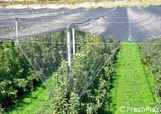 Reti antigrandine poste a protezione dei meleti.