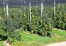 Questo meleto e' solo uno dei 30 che complessivamente conferiscono frutta alla AOP Serena.