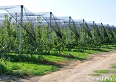 Questo meleto si estende per 14 ettari.