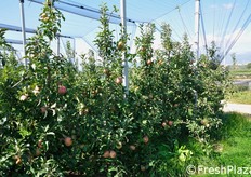 Alberi di mele Fuji.