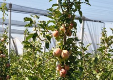 Come si nota dalla presenza di una trappola a feromoni contro gli insetti dannosi, la coltivazione si attiene ai criteri della Produzione Integrata, cioe' a basso impiego di fitofarmaci di sintesi.