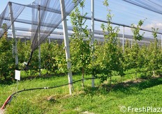 La conduttura dell'impianto di irrigazione.