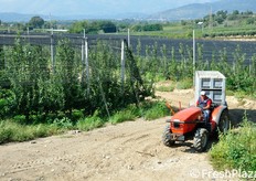 Fase di trasporto delle mele dopo la raccolta.